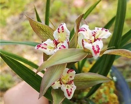 春兰蝶花品种有哪些？如何选择适合的春兰蝶花品种？