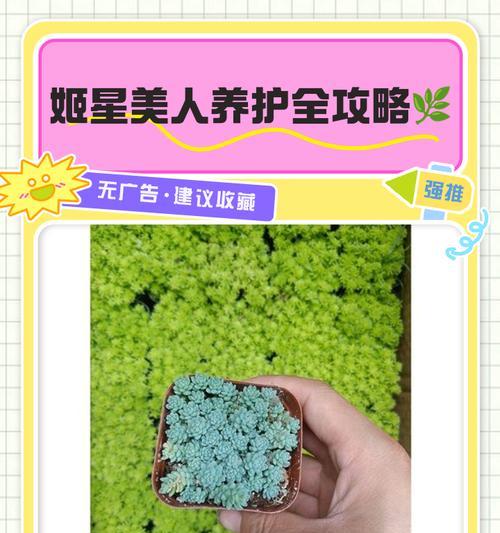 旋叶姬星美人养护技巧有哪些？