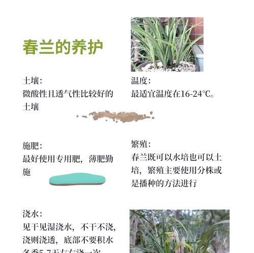 北方冬天养兰花的注意事项有哪些？如何防寒保暖？
