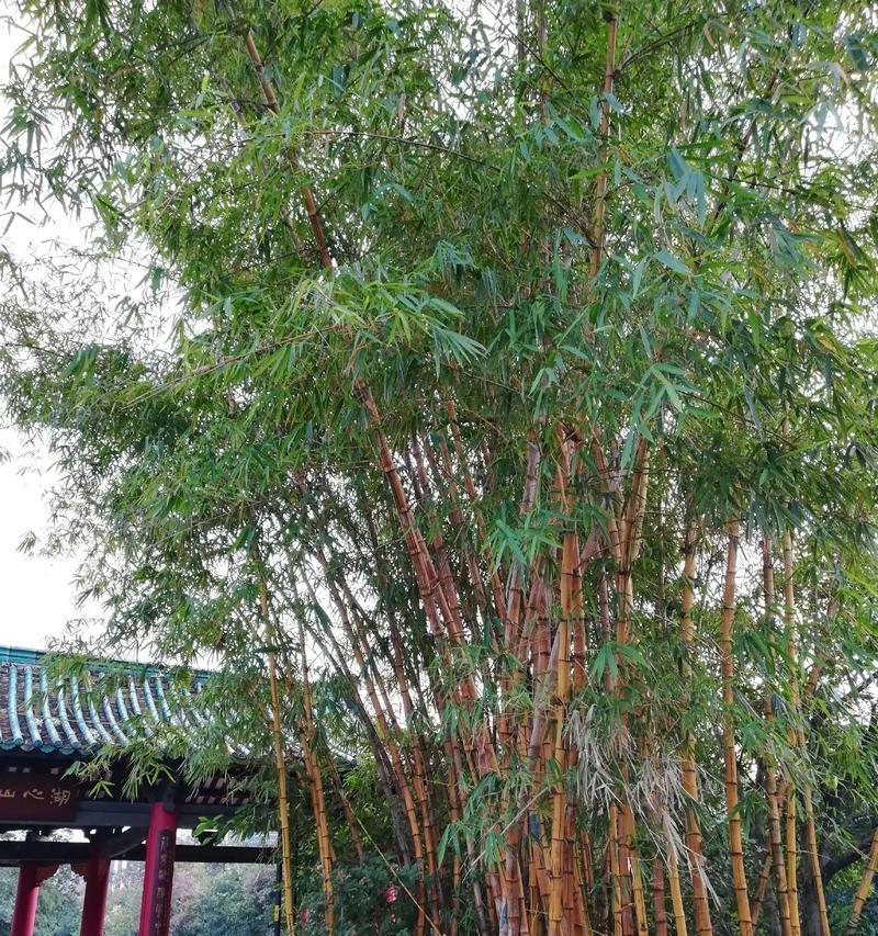 竹子栽培的秘诀是什么？如何提高竹子的成活率？