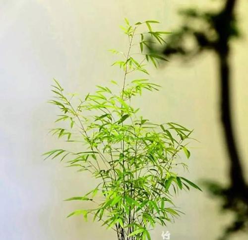 竹子栽培的秘诀是什么？如何提高竹子的成活率？