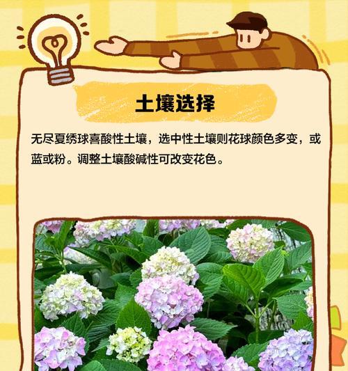 绣球品种繁多如何选择？绣球品种数量与养护指南？