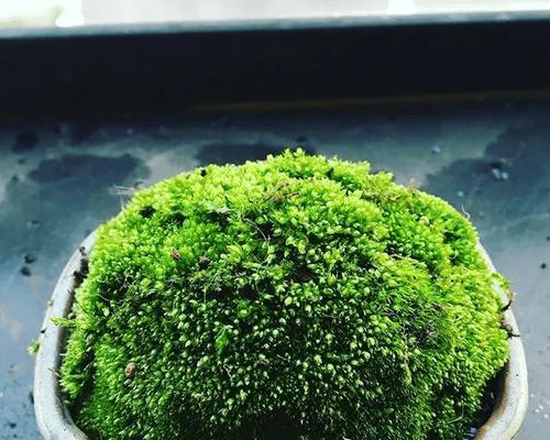 盆景青苔的养护技巧有哪些？