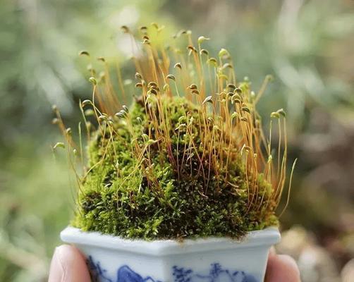 盆景青苔的养护技巧有哪些？