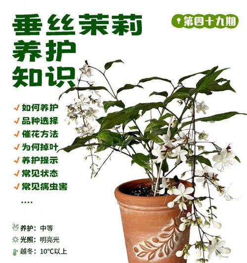 四季茉莉的养殖技巧是什么？