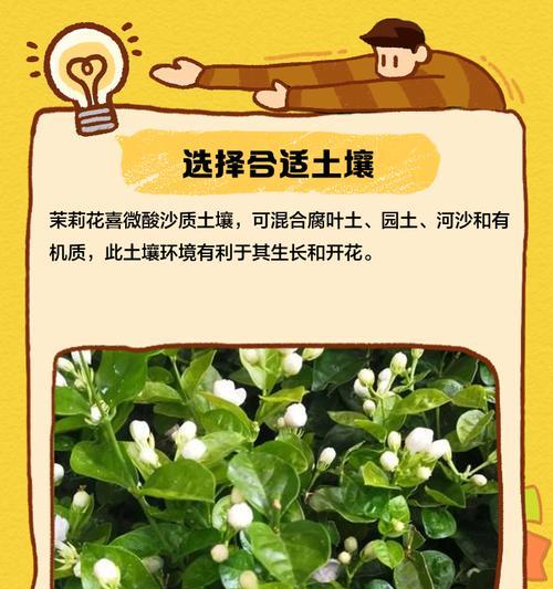 四季茉莉的养殖技巧是什么？