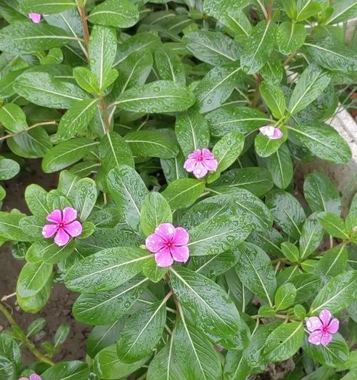 长春花有哪些品种？长春花品种的选择和养护技巧是什么？