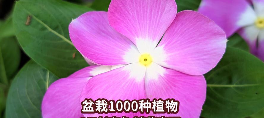 长春花有哪些品种？长春花品种的选择和养护技巧是什么？