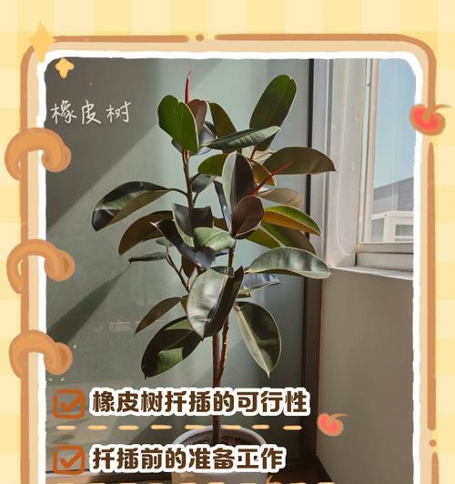 橡皮树扦插的成功率如何提高？