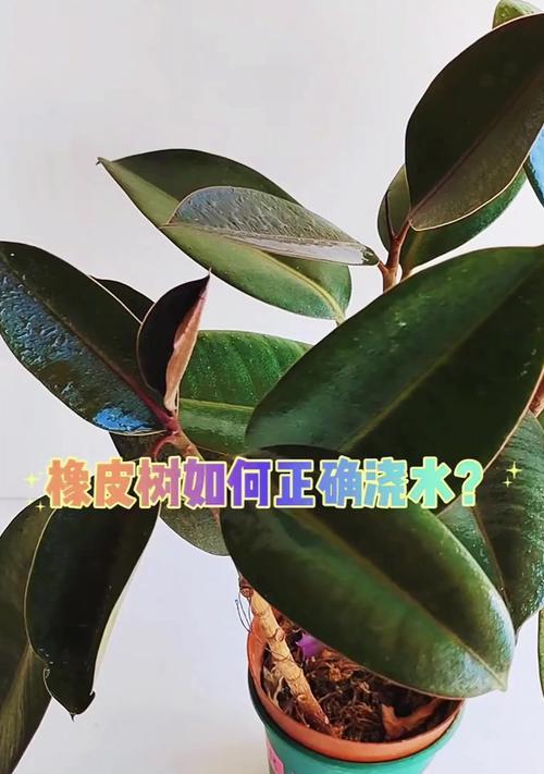 橡皮树扦插的成功率如何提高？