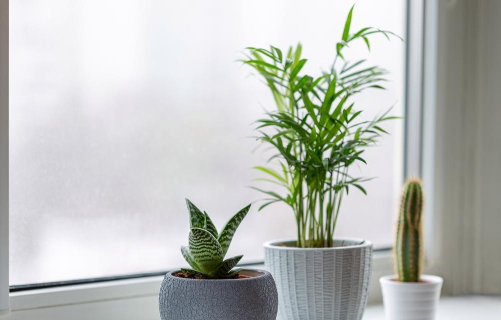 适合家里植物有哪些？如何选择适合室内环境的植物？