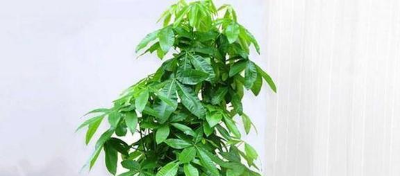 适合家里植物有哪些？如何选择适合室内环境的植物？