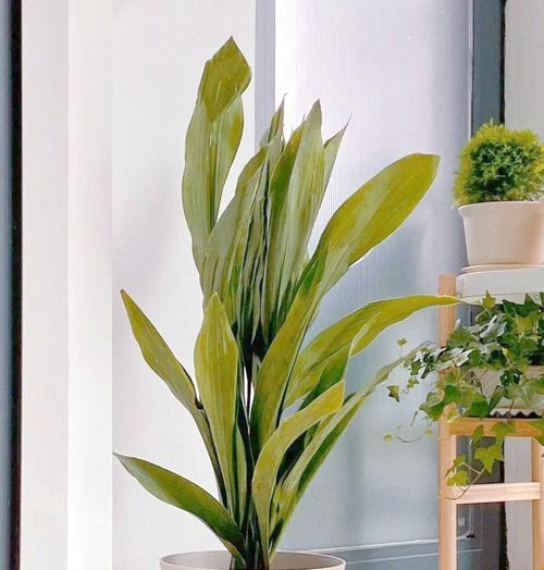 适合家里植物有哪些？如何选择适合室内环境的植物？