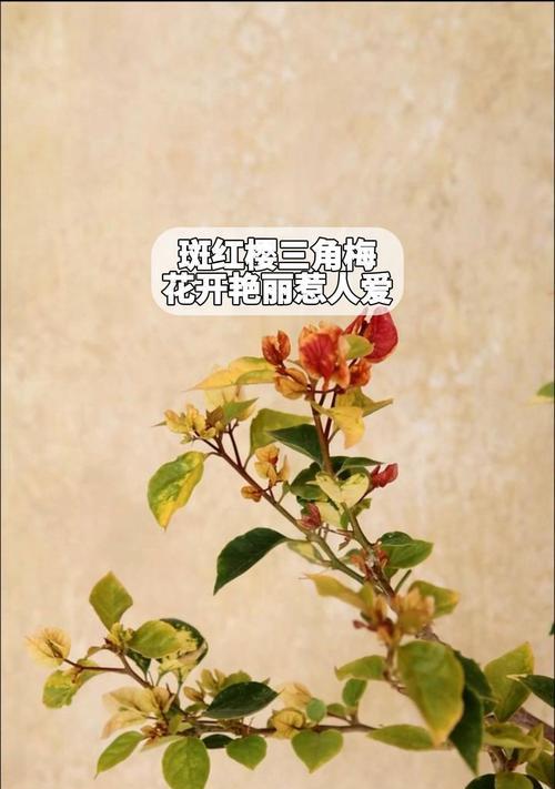 三角梅叶子出现斑点怎么处理？可能的原因及解决办法是什么？