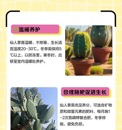 圆形仙人掌的正确养护方法是什么？