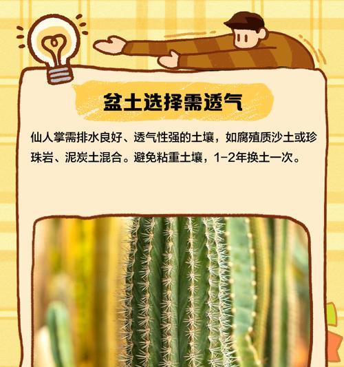 圆形仙人掌的正确养护方法是什么？
