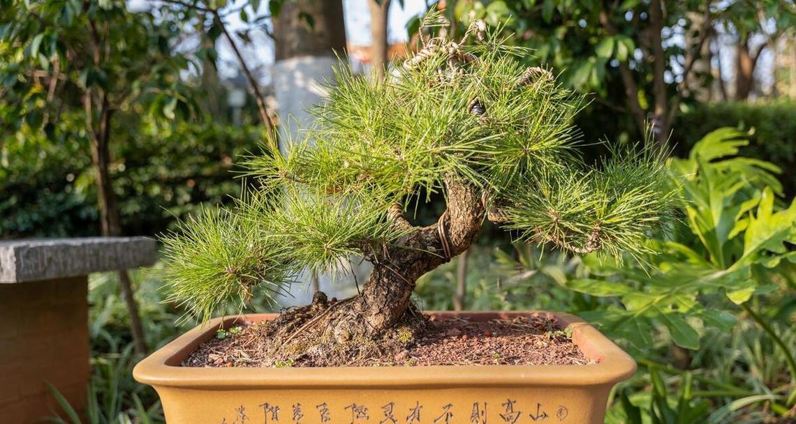 盆景树冬季养护的常见问题和解决方法是什么？