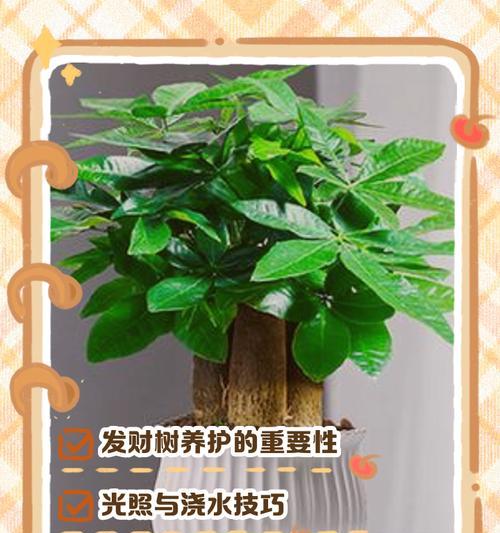 盆景树冬季养护的常见问题和解决方法是什么？