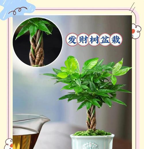 盆景树冬季养护的常见问题和解决方法是什么？