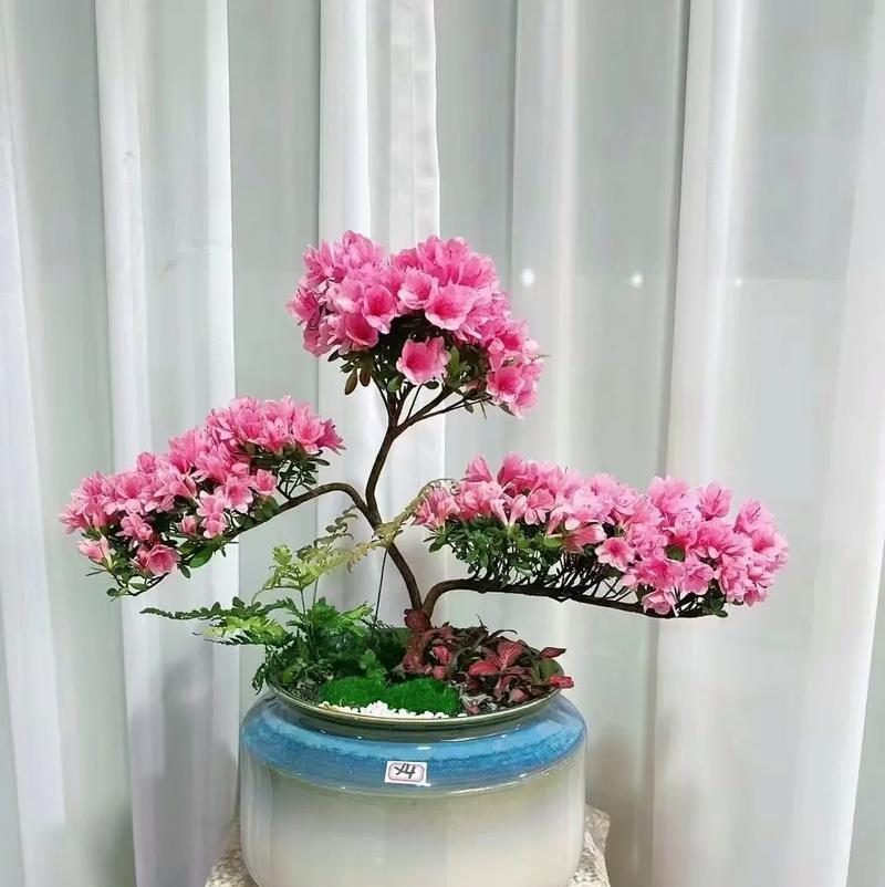 杜鹃盆景养护要点有哪些？怎样保持杜鹃盆景的美观？