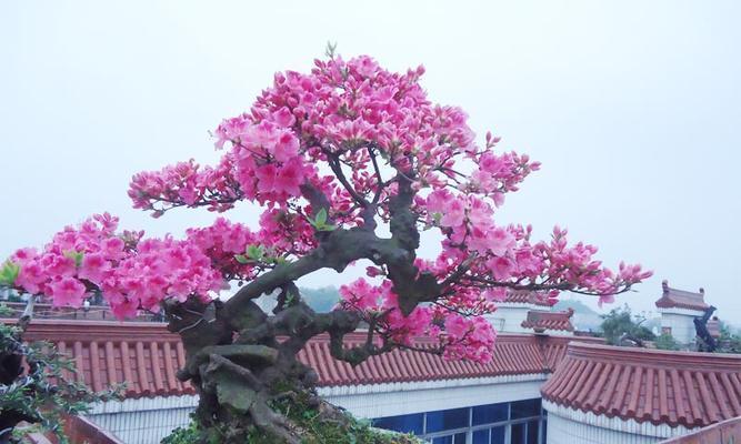 杜鹃盆景养护要点有哪些？怎样保持杜鹃盆景的美观？