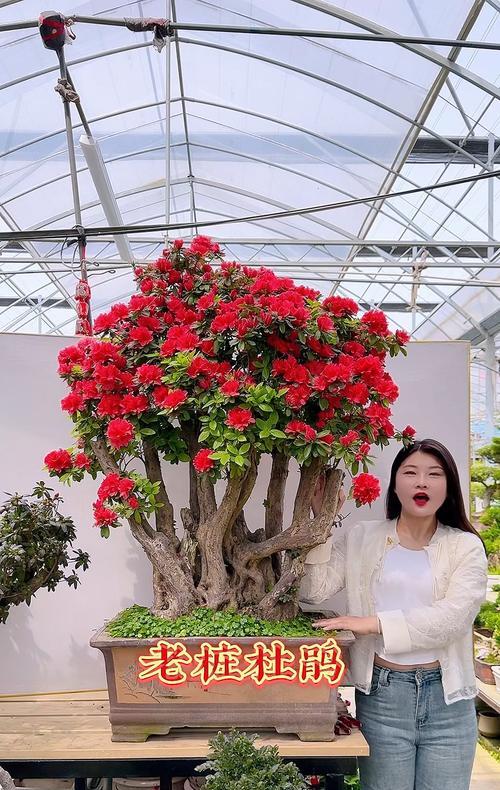杜鹃盆景养护要点有哪些？怎样保持杜鹃盆景的美观？