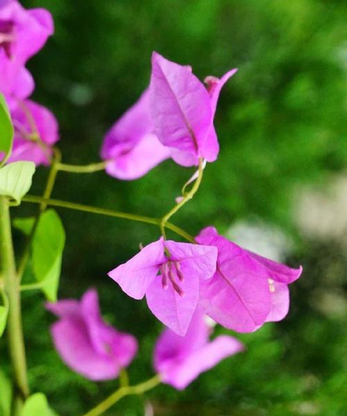 叶子花有哪些品种？叶子花品种的识别方法是什么？