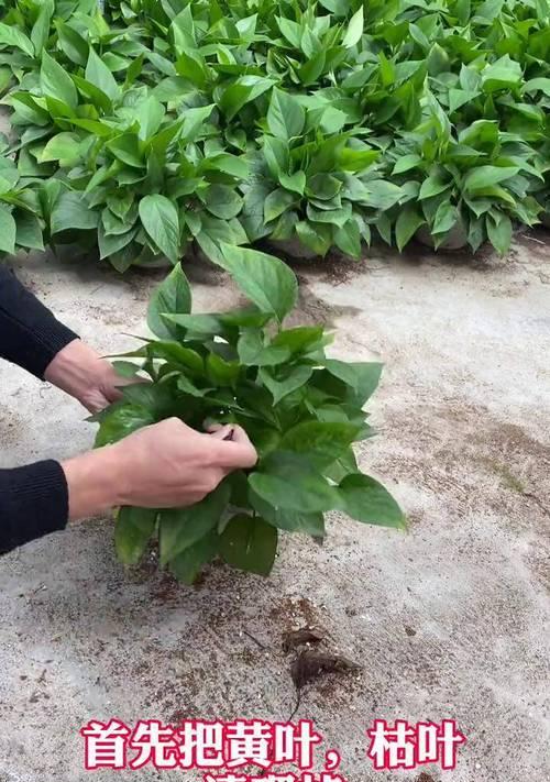 绿箩烂根了怎么救？预防措施是什么？