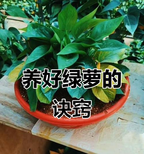 绿箩烂根了怎么救？预防措施是什么？
