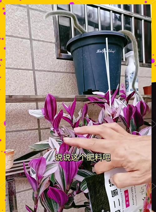 吊兰施肥方法是什么？如何正确给吊兰施肥？