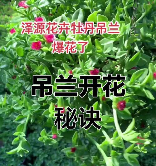 吊兰施肥方法是什么？如何正确给吊兰施肥？
