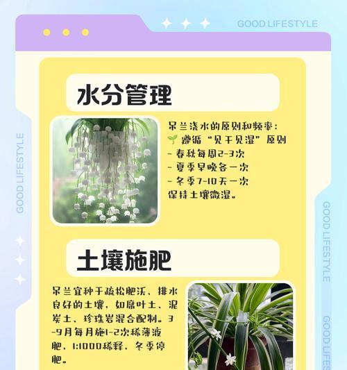 吊兰施肥方法是什么？如何正确给吊兰施肥？