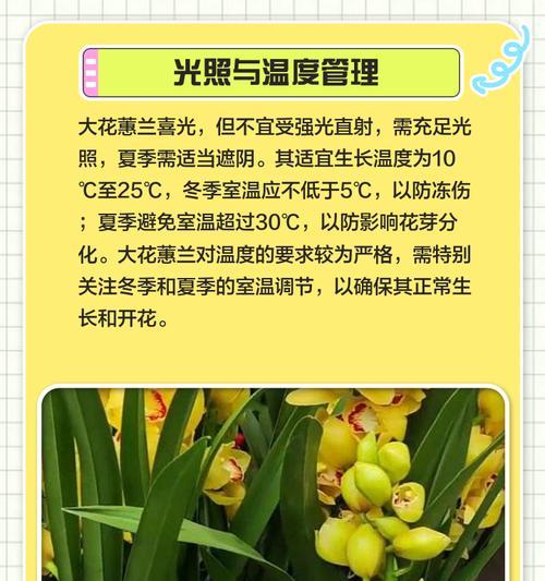 家庭养护蕙兰的正确方法是什么？