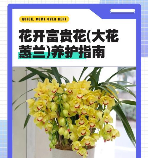 家庭养护蕙兰的正确方法是什么？