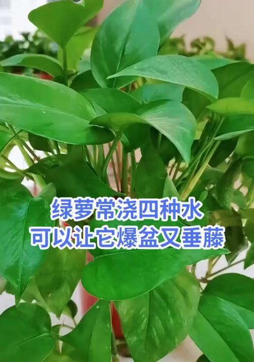 绿箩水养方法是什么？如何保持其生长旺盛？