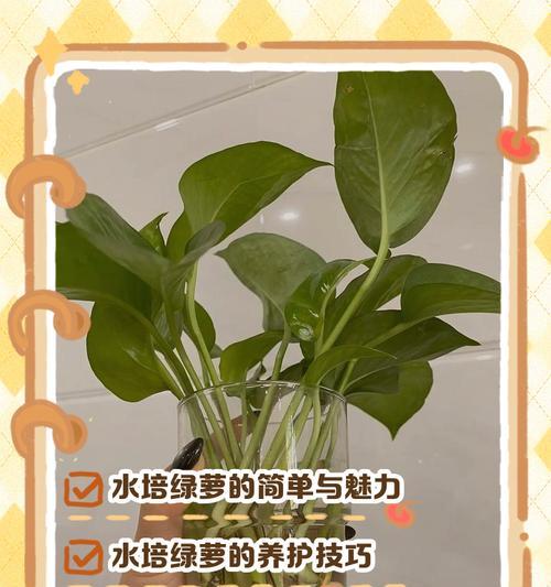 绿箩水养方法是什么？如何保持其生长旺盛？