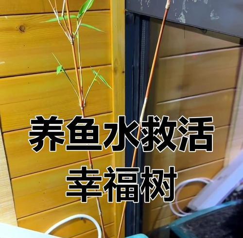 发酵牛奶浇花的好处是什么？如何正确使用？