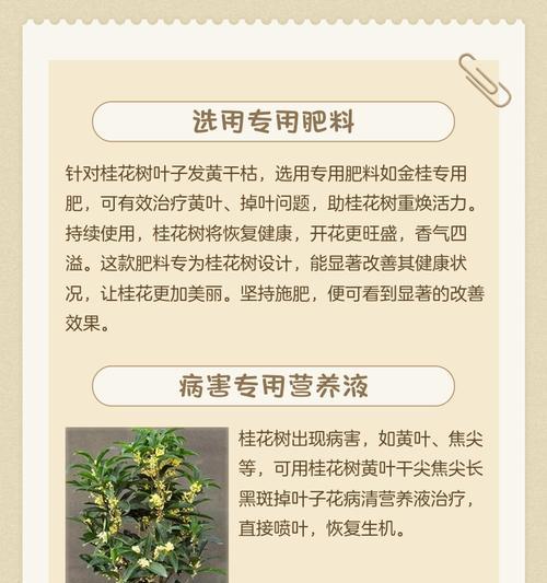 桂花叶子有哪些用途？