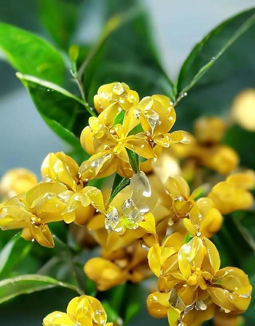 桂花叶子有哪些用途？