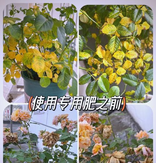 月季普通品种有哪些？如何进行修剪和养护？