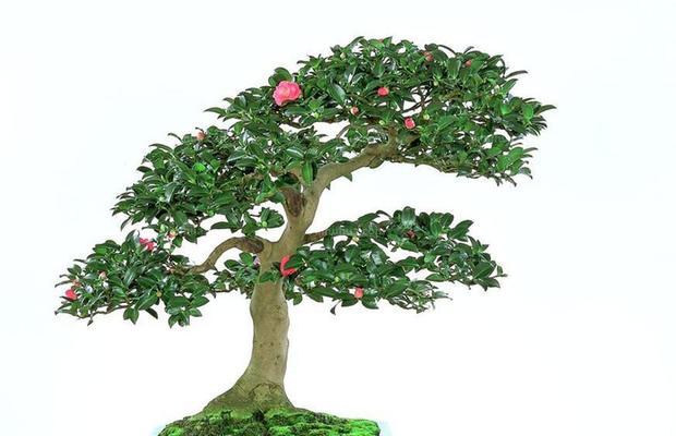 盆花品种有哪些？盆花品种的选择技巧是什么？