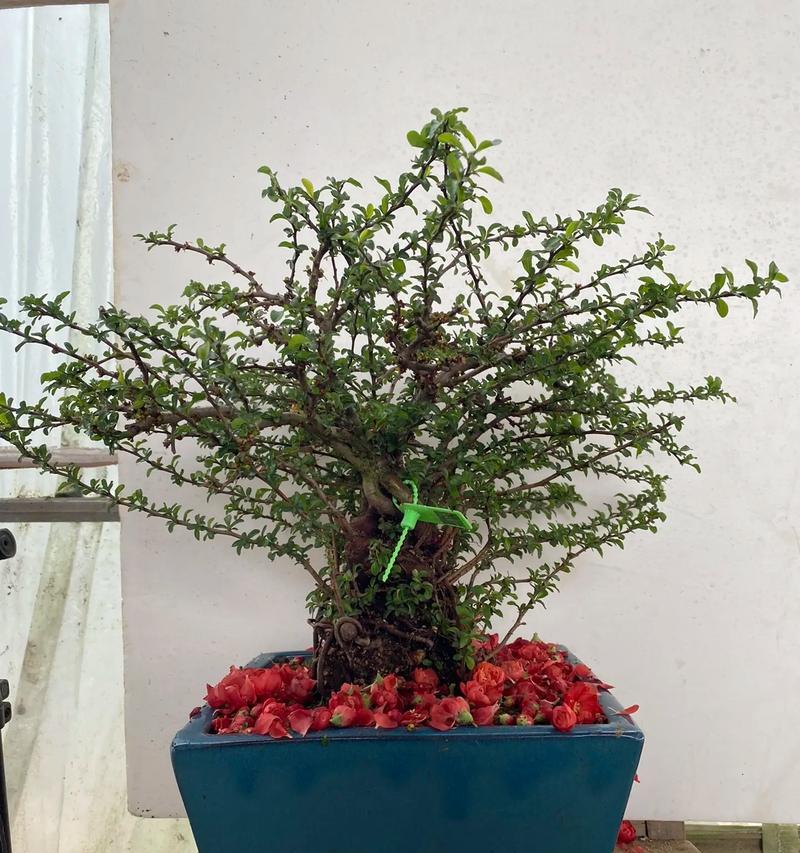 盆花品种有哪些？盆花品种的选择技巧是什么？
