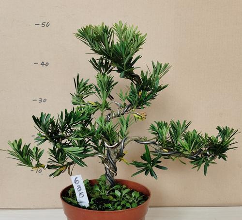 盆花品种有哪些？盆花品种的选择技巧是什么？