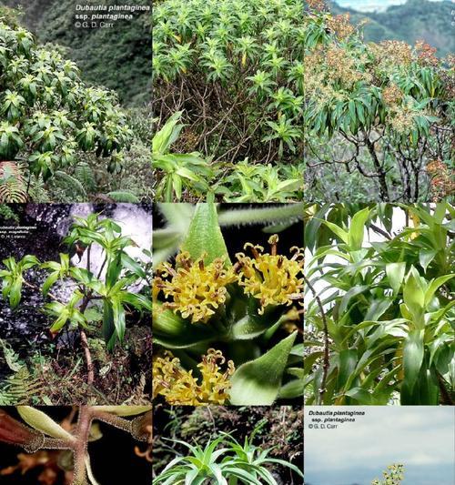 常见的木本植物有哪些？它们的生长环境和特点是什么？