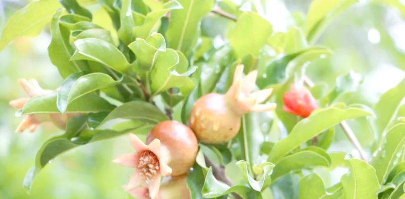常见的木本植物有哪些？它们的生长环境和特点是什么？