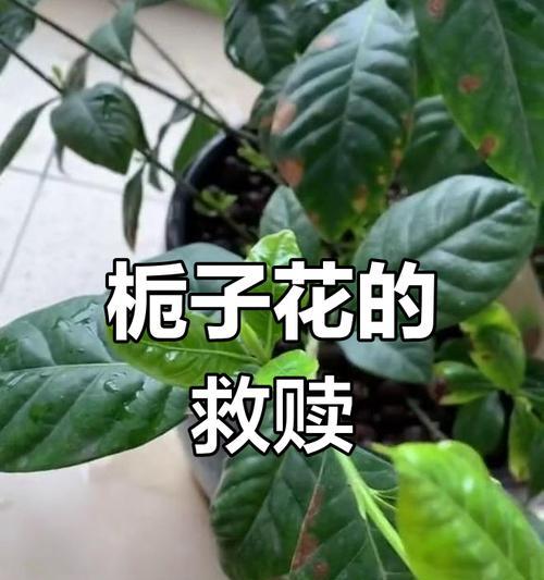 栀子花修剪技巧有哪些？修剪后如何护理？