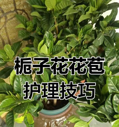 栀子花修剪技巧有哪些？修剪后如何护理？