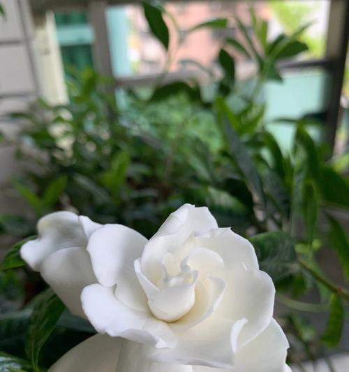 栀子花修剪技巧有哪些？修剪后如何护理？