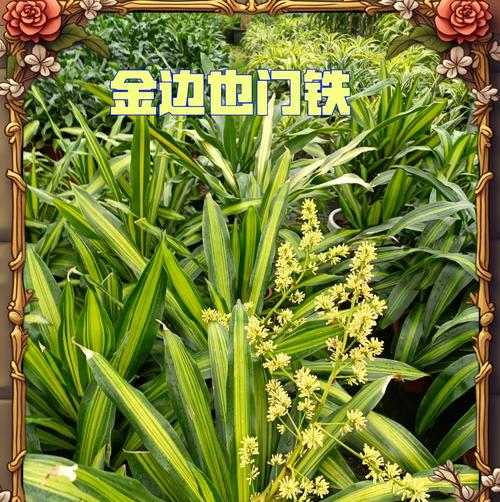 也门铁的养殖方法有哪些？