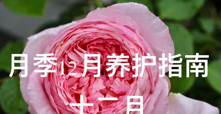 月季花的象征意义和养护要点是什么？